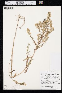 Symphyotrichum lanceolatum var. lanceolatum image