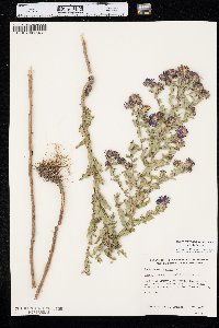 Symphyotrichum novae-angliae image