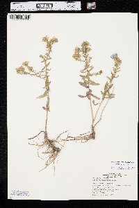 Symphyotrichum oblongifolium image