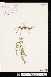 Symphyotrichum oblongifolium image