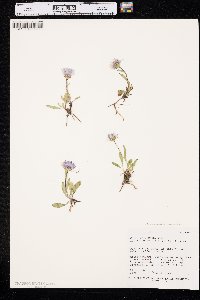 Symphyotrichum spathulatum image