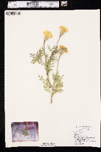 Tagetes erecta image