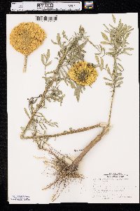 Tagetes erecta image