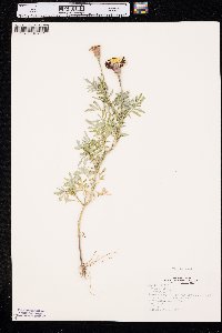 Tagetes erecta image