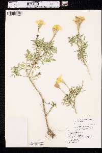 Tagetes erecta image