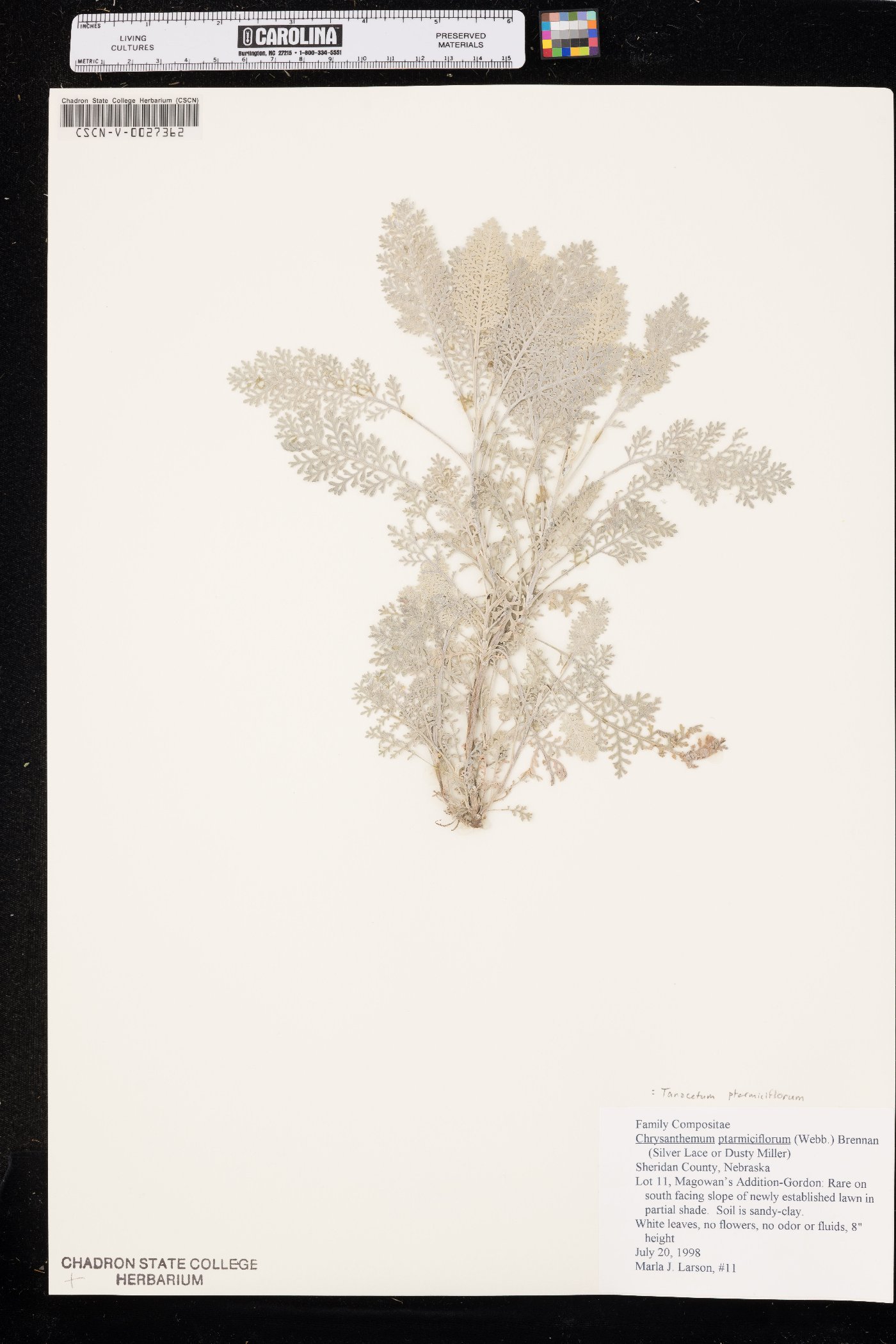 Gonospermum ptarmiciflorum image