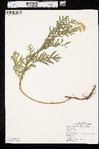 Tanacetum vulgare image