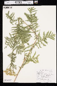 Tanacetum vulgare image