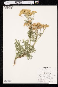 Tanacetum vulgare image