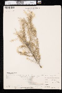 Tetradymia spinosa image