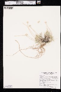 Tetraneuris acaulis var. acaulis image