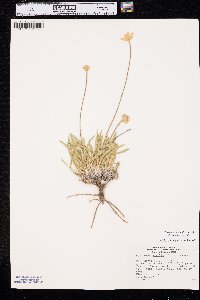 Tetraneuris acaulis image