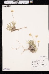 Tetraneuris acaulis var. acaulis image