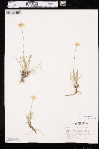 Tetraneuris acaulis var. acaulis image