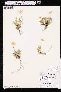 Tetraneuris acaulis var. arizonica image