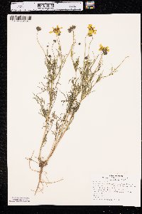 Thelesperma filifolium var. intermedium image