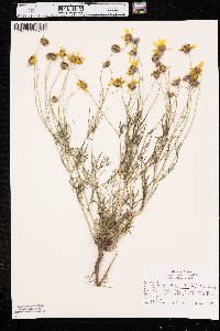 Thelesperma filifolium var. intermedium image