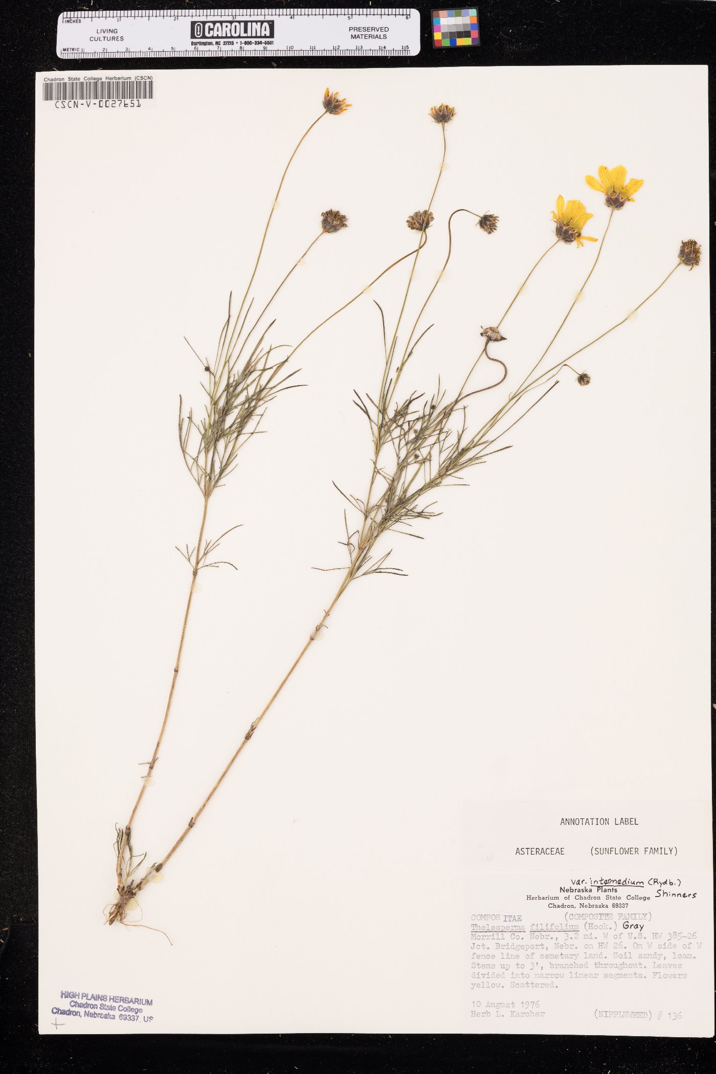 Thelesperma filifolium var. intermedium image