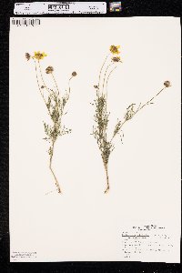 Thelesperma filifolium image