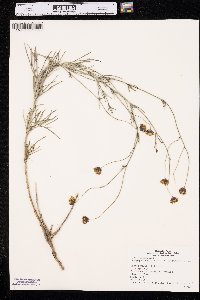 Thelesperma megapotamicum image