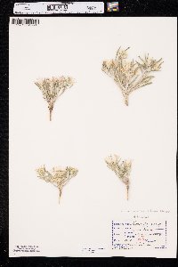 Townsendia grandiflora image