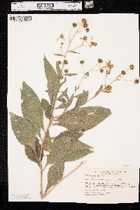 Verbesina alternifolia image