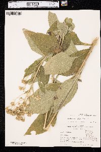 Verbesina virginica image