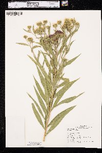 Vernonia arkansana image