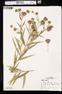 Vernonia arkansana image