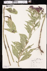 Vernonia baldwinii image