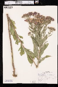 Vernonia baldwinii image