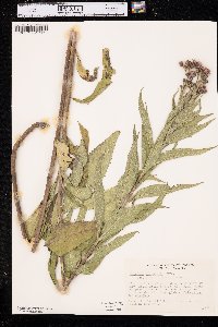 Vernonia baldwinii subsp. interior image