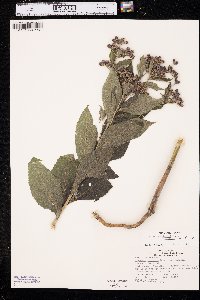 Vernonia baldwinii image