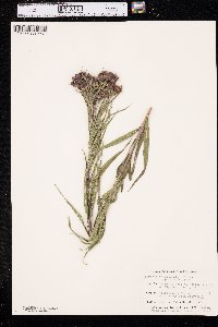 Vernonia fasciculata subsp. fasciculata image