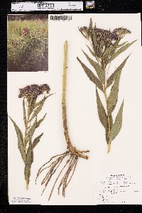 Vernonia fasciculata image