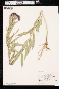 Vernonia fasciculata var. corymbosa image