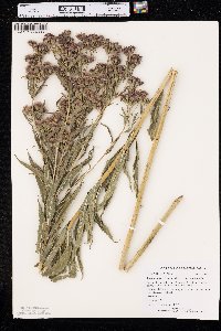 Vernonia fasciculata image