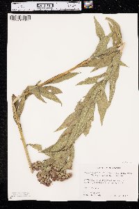 Vernonia fasciculata subsp. corymbosa image