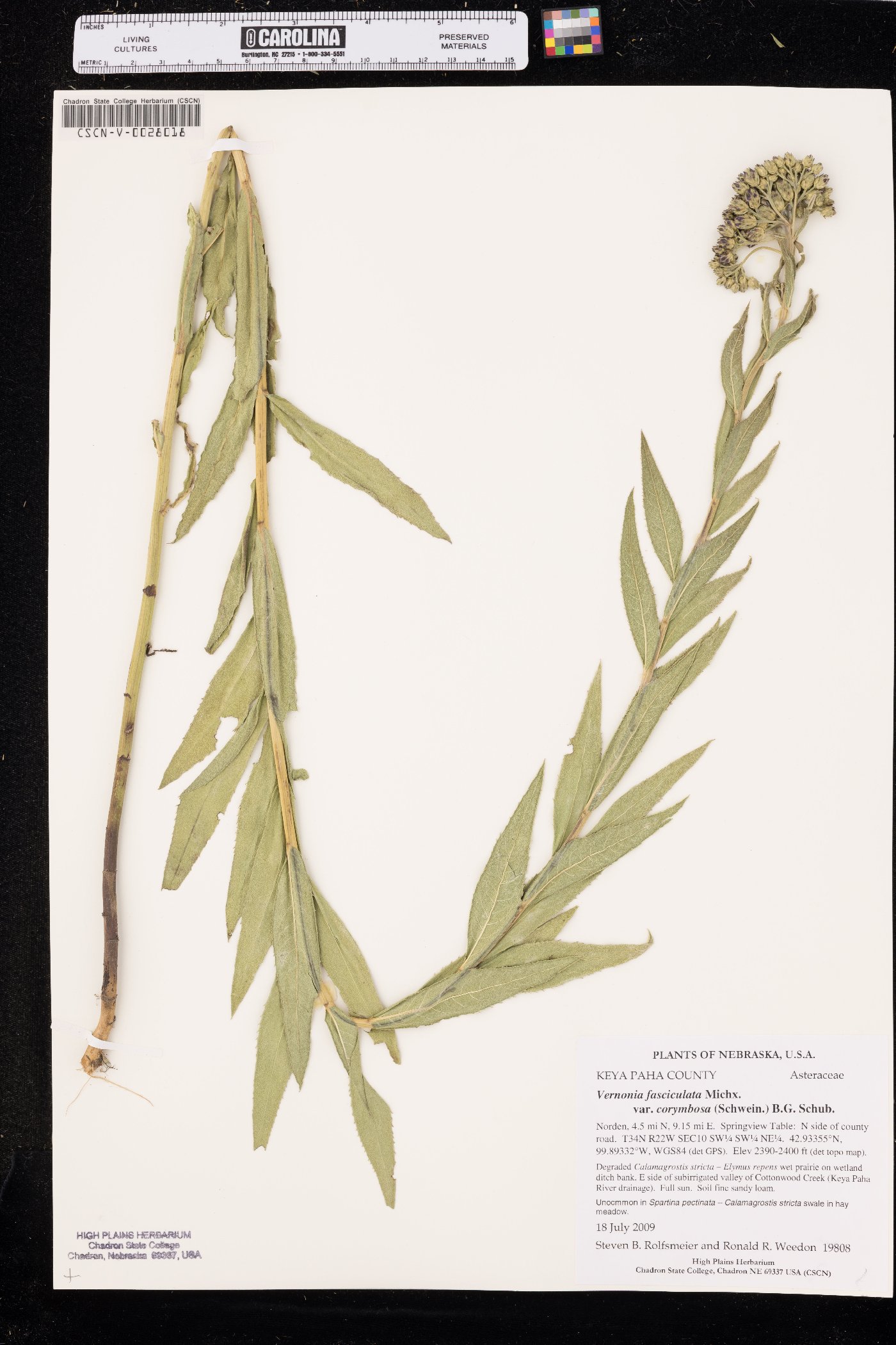 Vernonia fasciculata var. corymbosa image