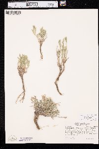 Xanthisma grindelioides var. grindelioides image