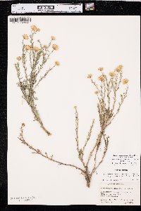 Xanthisma spinulosum var. glaberrimum image