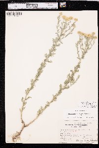 Xanthisma spinulosum var. spinulosum image
