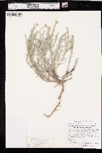 Xanthisma spinulosum var. glaberrimum image