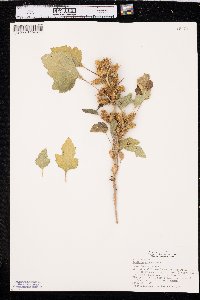 Xanthium orientale image