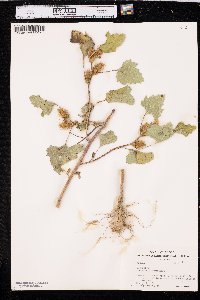 Xanthium orientale image