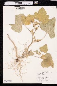 Xanthium orientale image