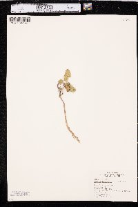 Xanthium orientale image