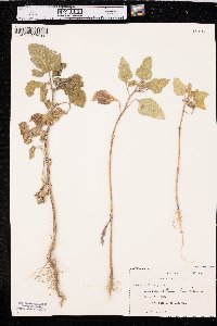 Xanthium orientale image