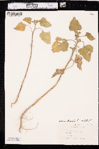 Xanthium orientale image