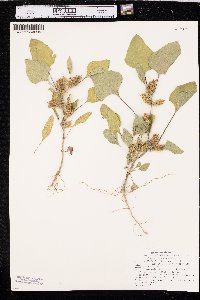 Xanthium orientale image